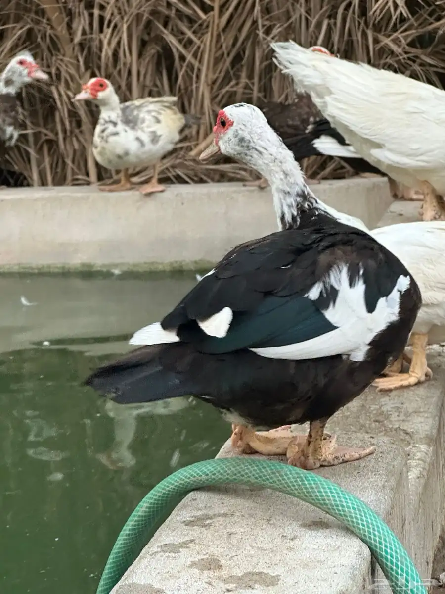 بط مسكوفي index