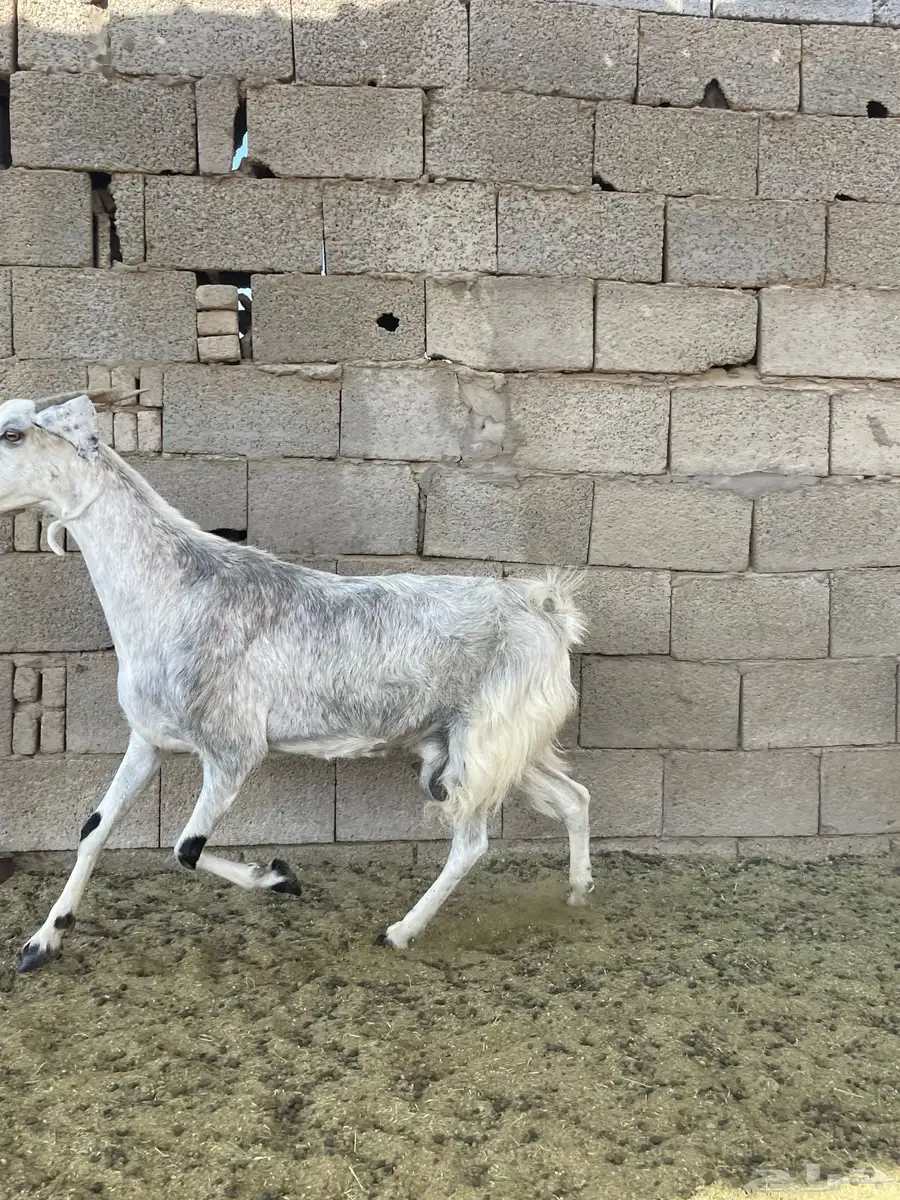 عنز مصريه صنف تحتها 2 جفره وتيس 5