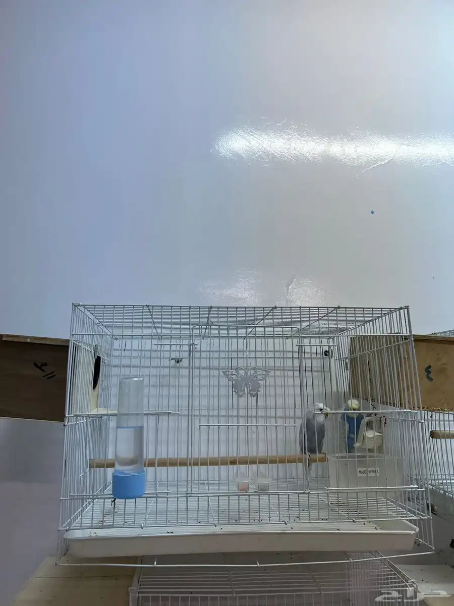 زوج هوقو جاهز للإنتاج 2