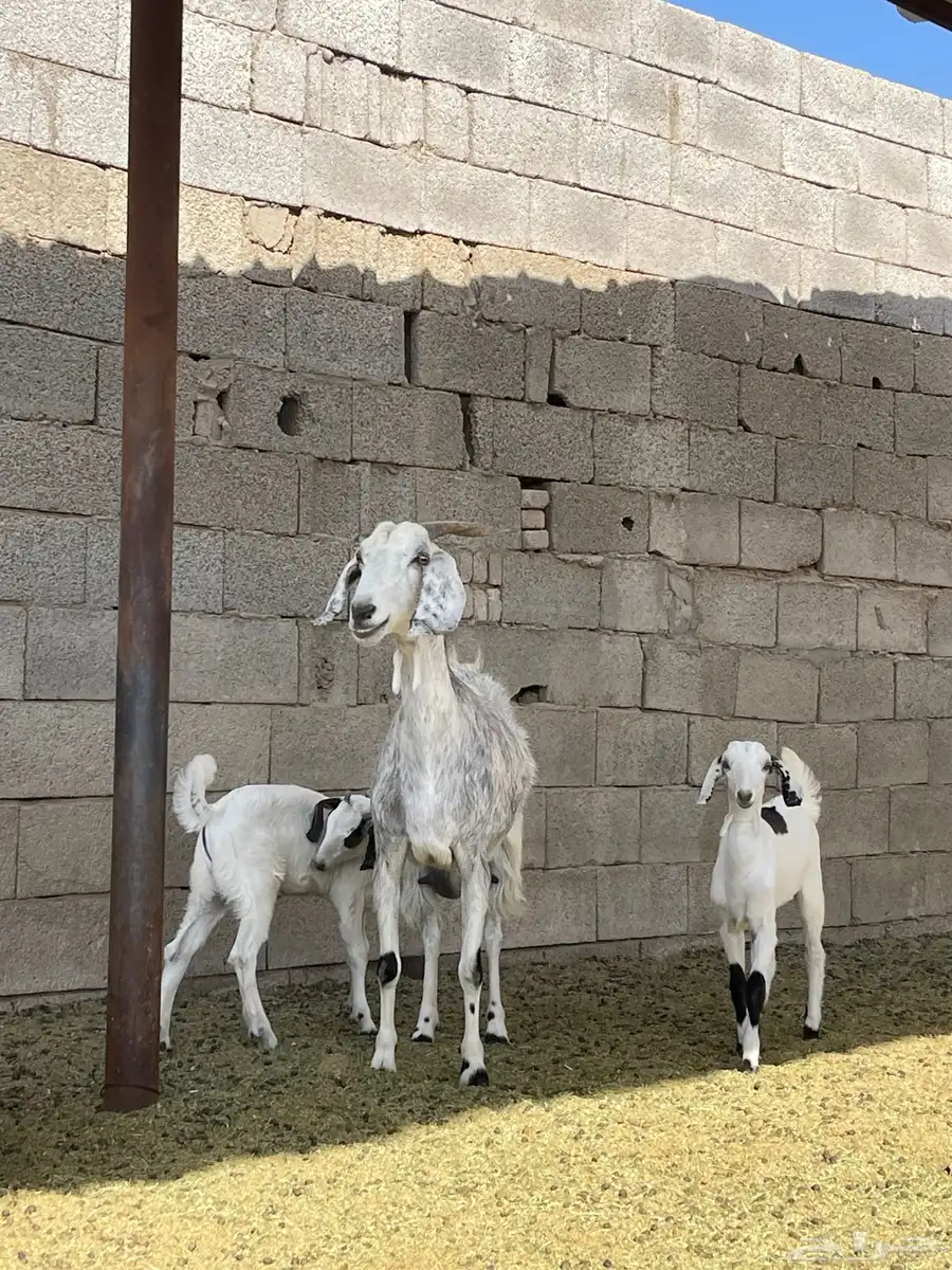 عنز مصريه صنف تحتها 2 جفره وتيس 4