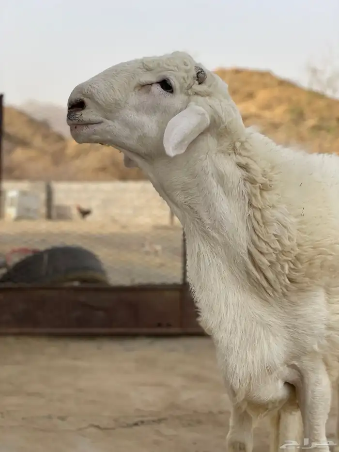 مشروع فحل حري العمر 8 شهور 3