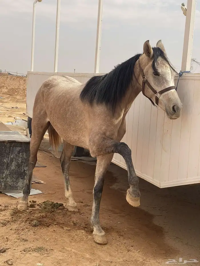 حصان شعبي سبوق معا سرج سيتوس ولجام 1