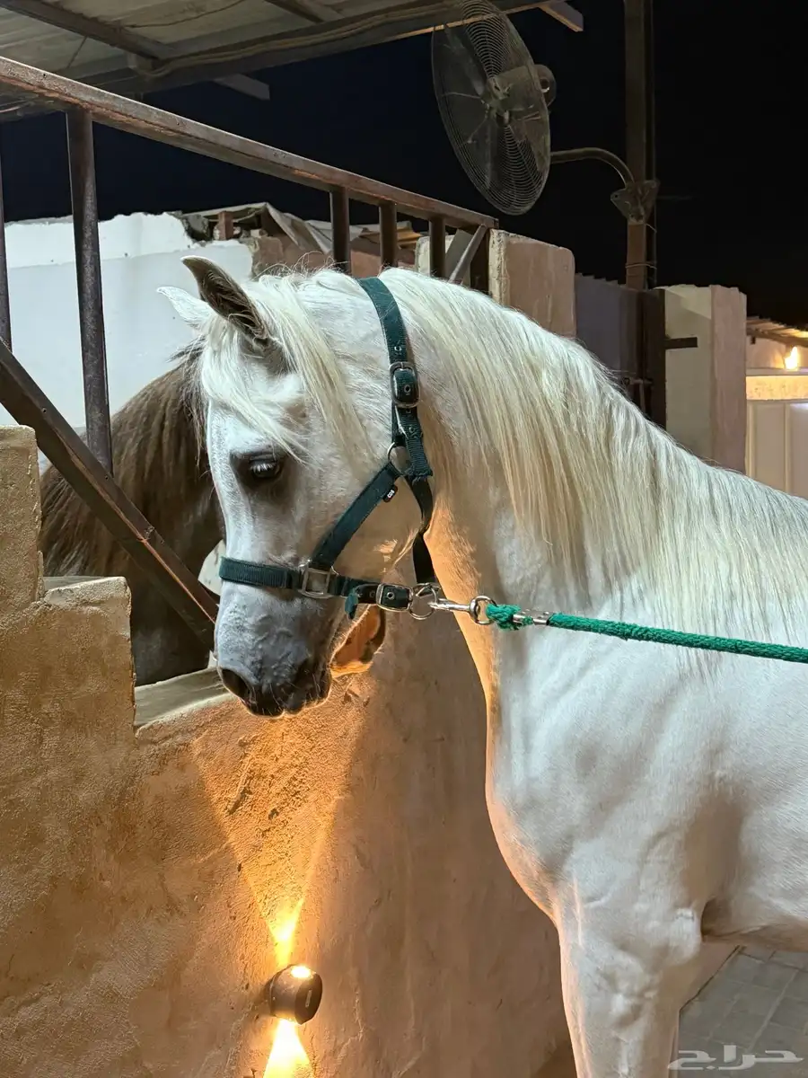 للبيع حصان مصري سليم   العمر من اربع الى خمس الحد 8000 0