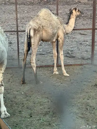 قعود للبيع 5