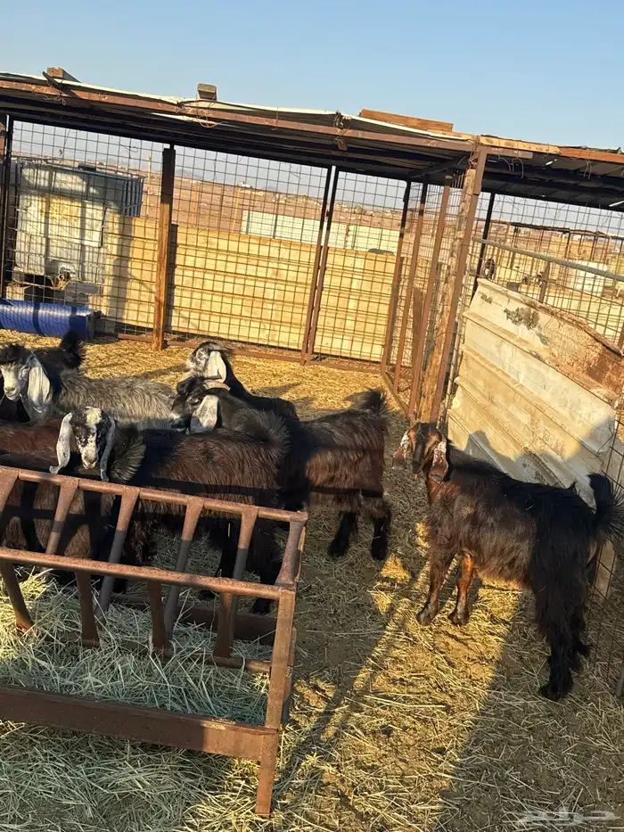 طليان ورخال وتيوس وجفار 1