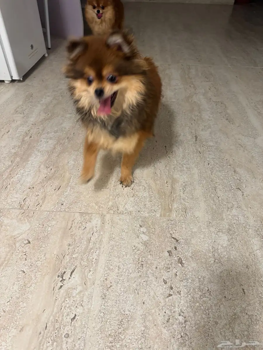 بومرينيان Pomeranian index