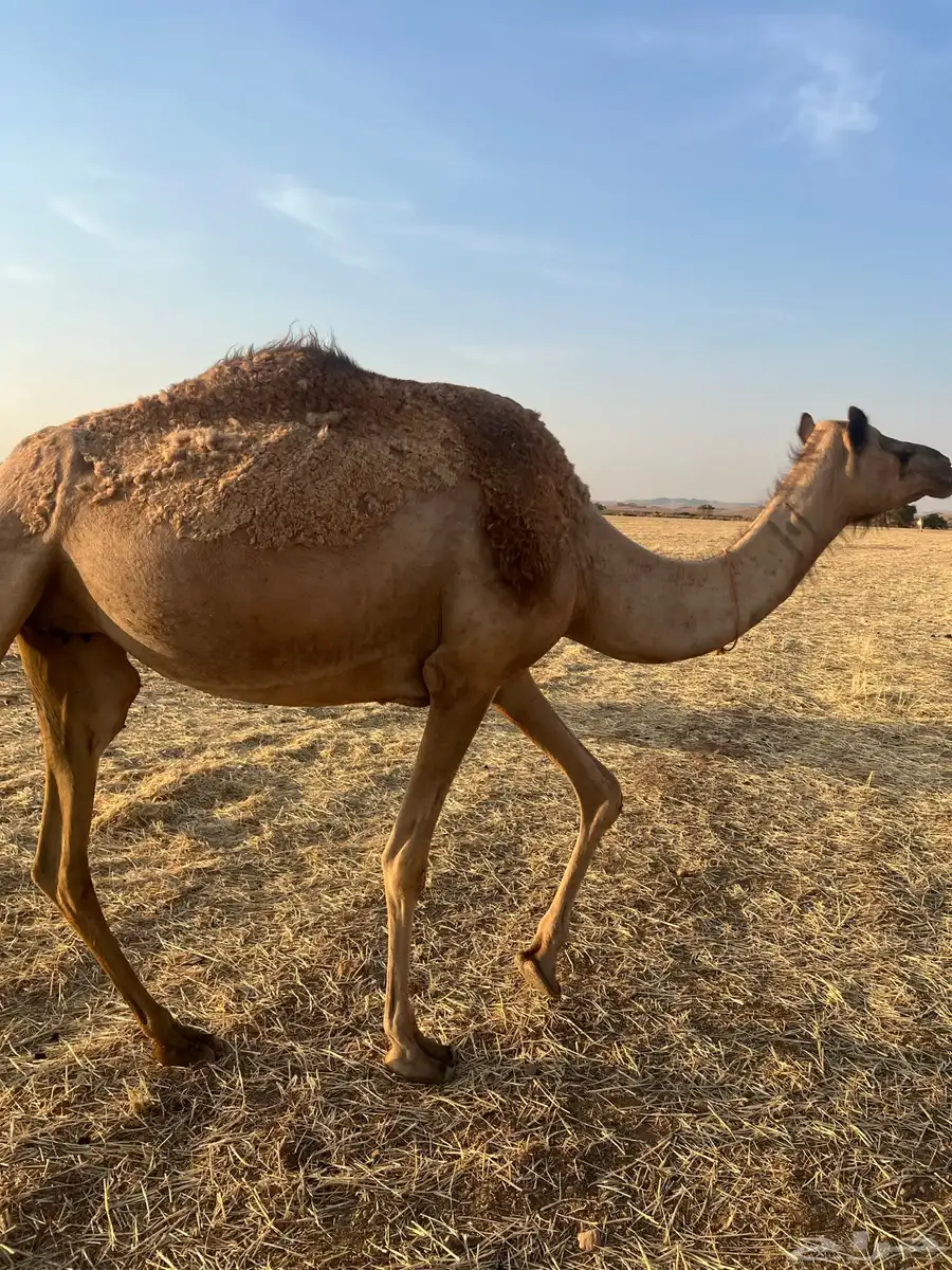 ناقه مهجنه خلفه من نياق الموسى وسابق في يده 1