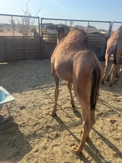 قعدان للبيع شي نظيف وع حليب امه 0
