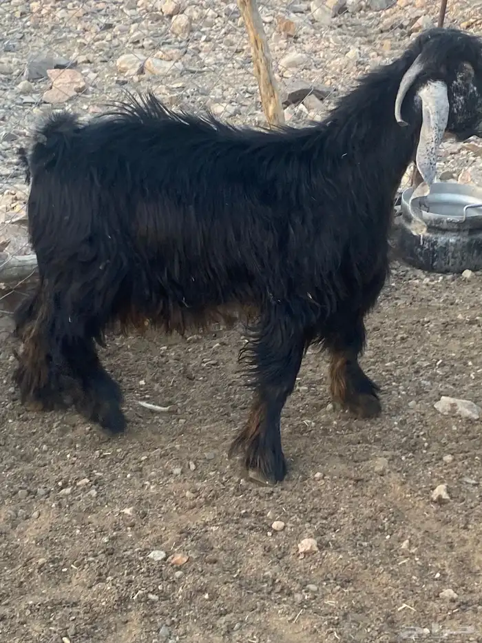 تيس جذع مشروط حار 4