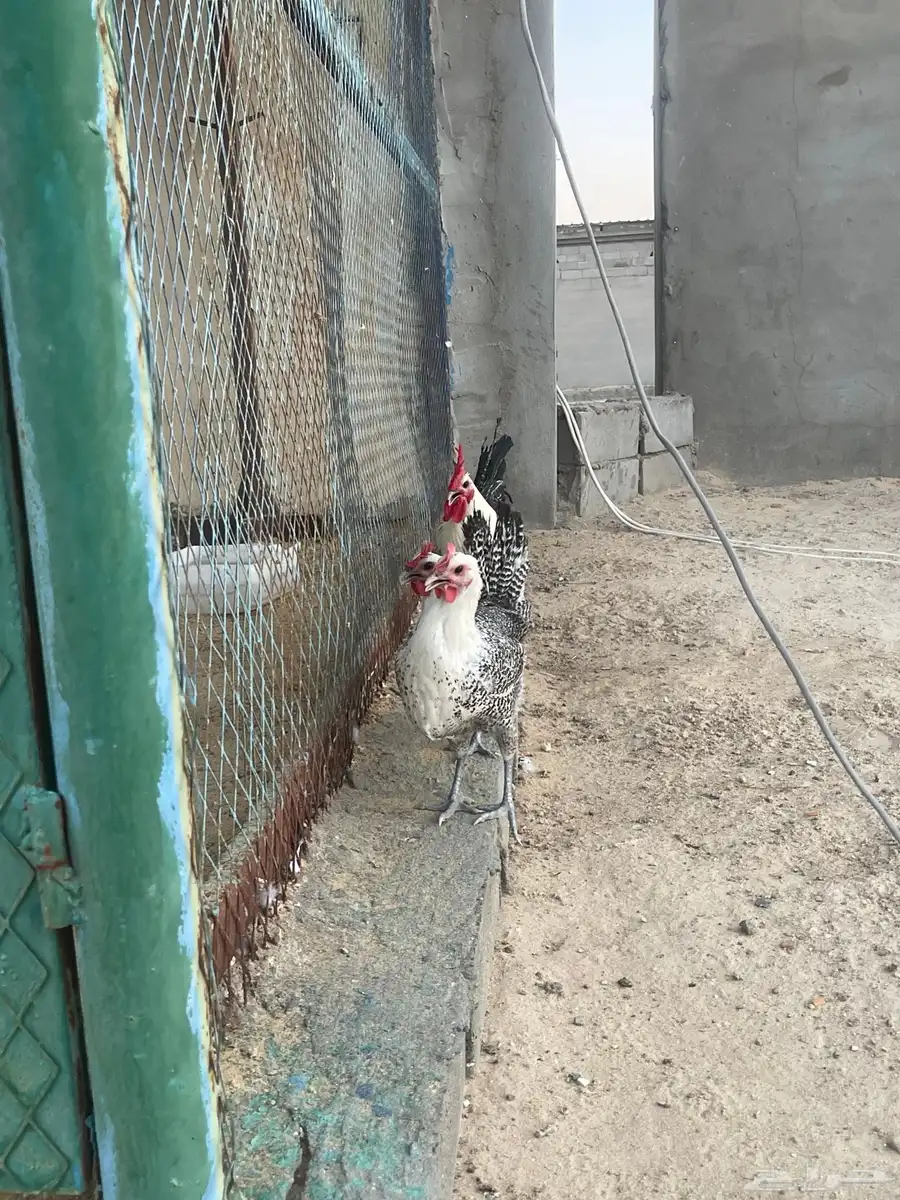 ما شاء الله ديك فحل فيومي ودجاجتين 6