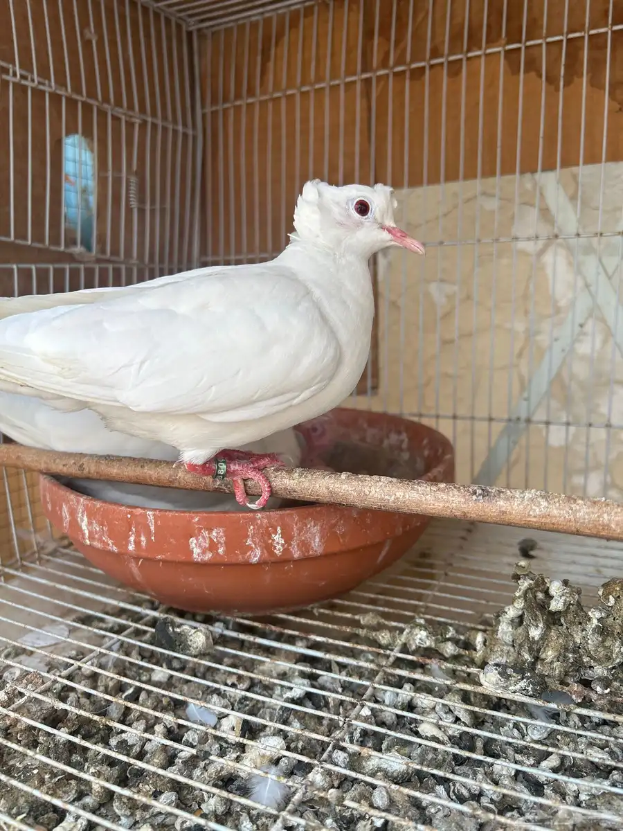 جوز ياكريم دبل كرست ابيض صك 0