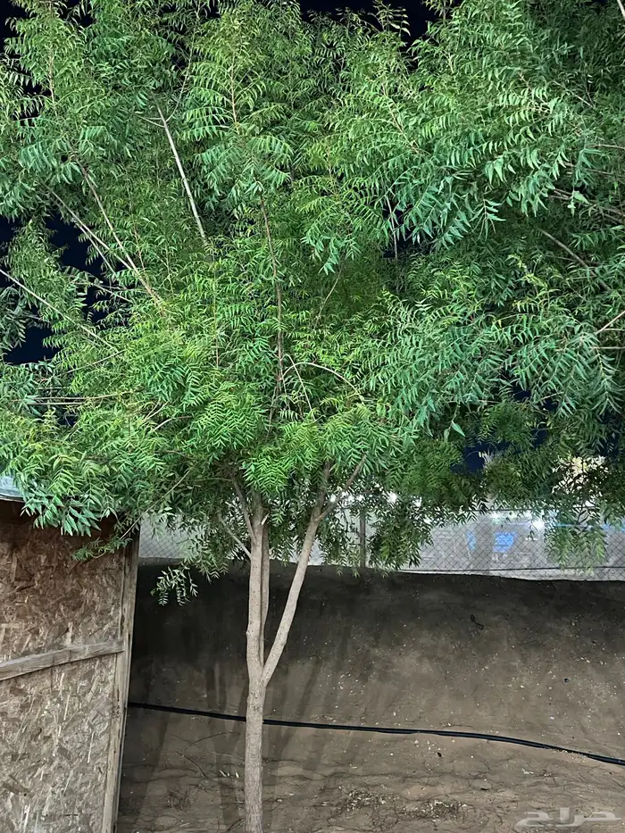 شجر نيم للبيع 1