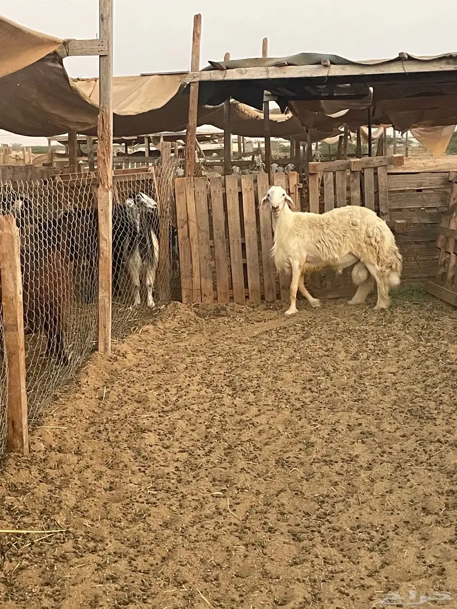 فحول جبره مشروطة صنف وجرم 3