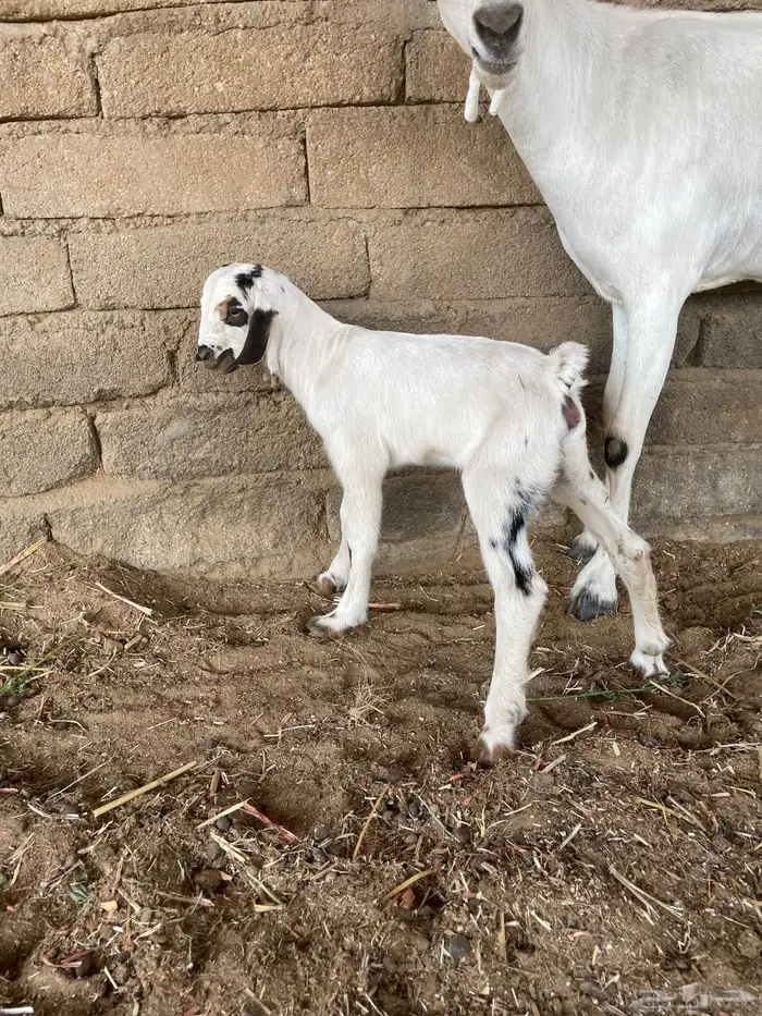 عنز بيشيه فاخره 0