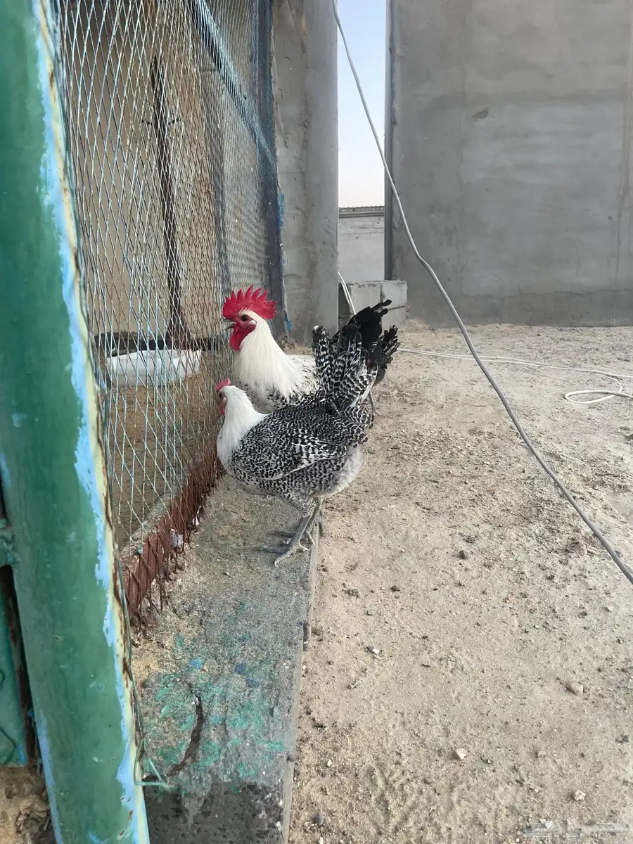 ما شاء الله ديك فحل فيومي ودجاجتين 1