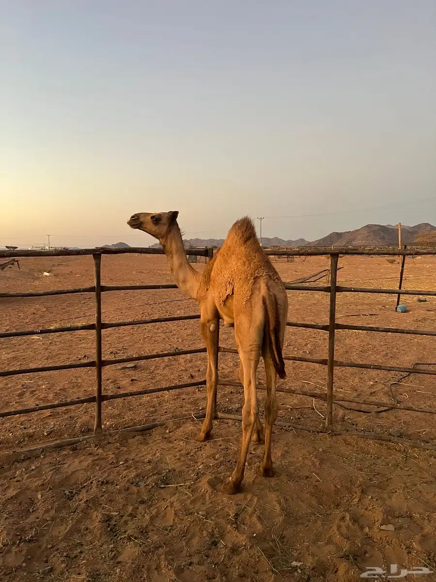 نياق ابل وضح ذود للبيع 15