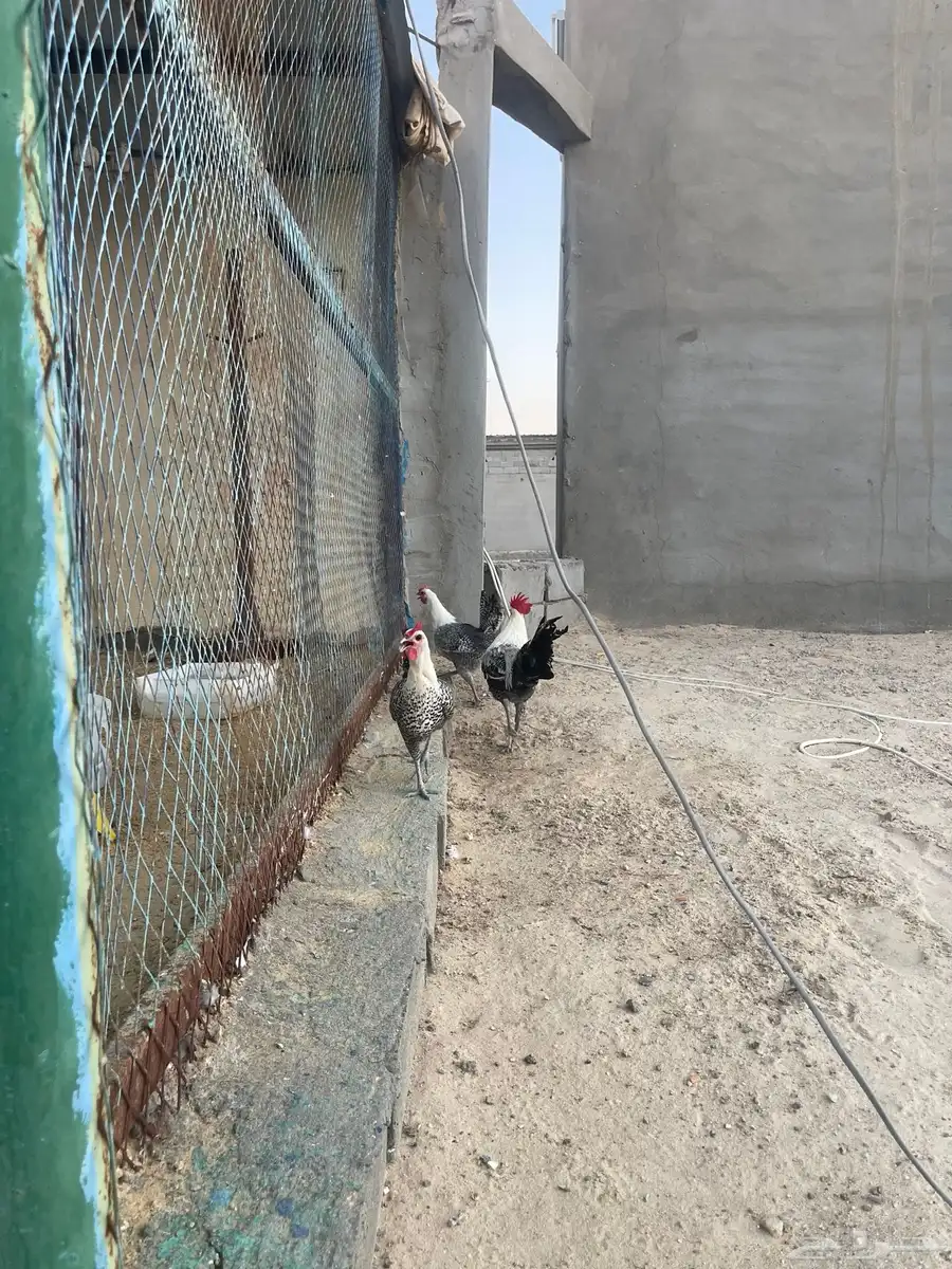 ما شاء الله ديك فحل فيومي ودجاجتين 4