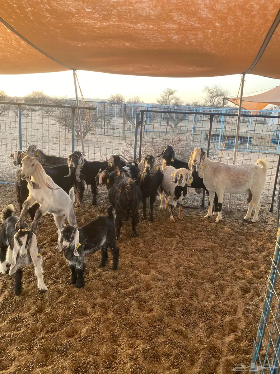 معزا عوارض دفيع للبيع تحتها ثلاث جفار 6