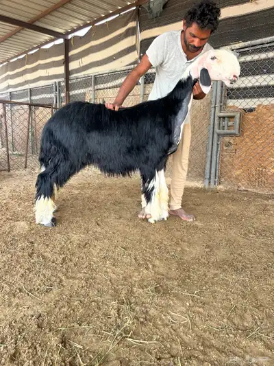 جذعه خصم 1