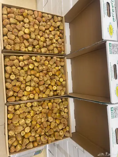 مفتل الجديد واصل في العرض موجود 0