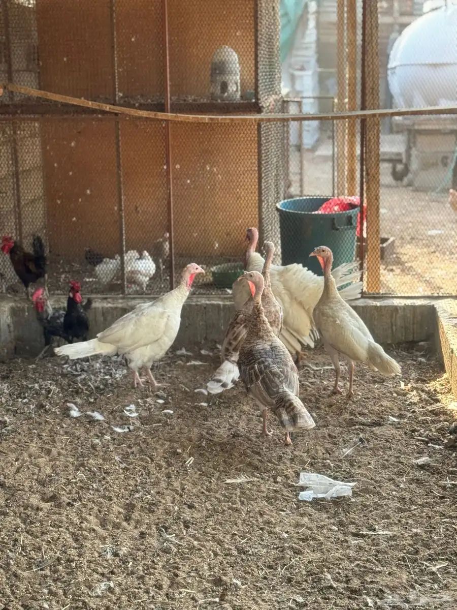 للبيع دجاج رومي اربع اناث وذكر 6