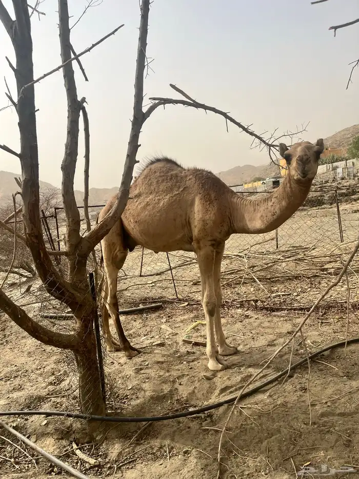 قعود بلدي 0