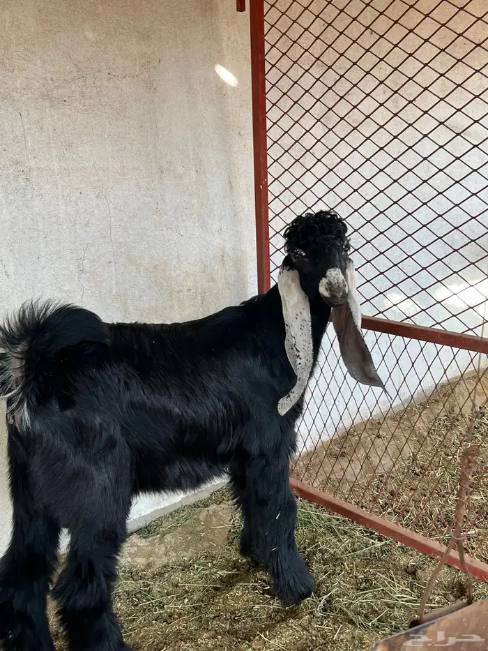 تيوس عوارض صنف معرفة 2