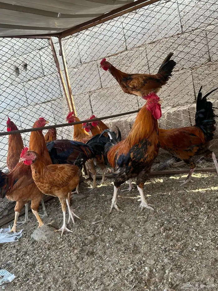 ديكه بلدي بر مشروطه انها انتاج وليس فقاسه 2