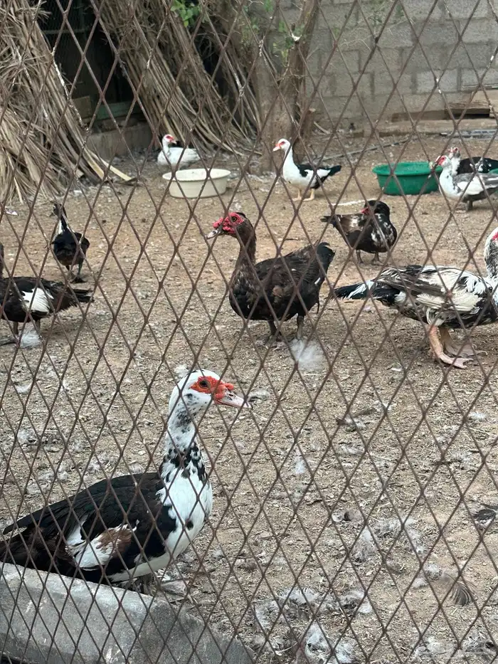 بط مسكوفي 15