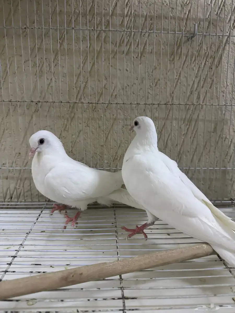 للبيع جوز حمام صنعاوي ابوشيبه صغير حجم 2