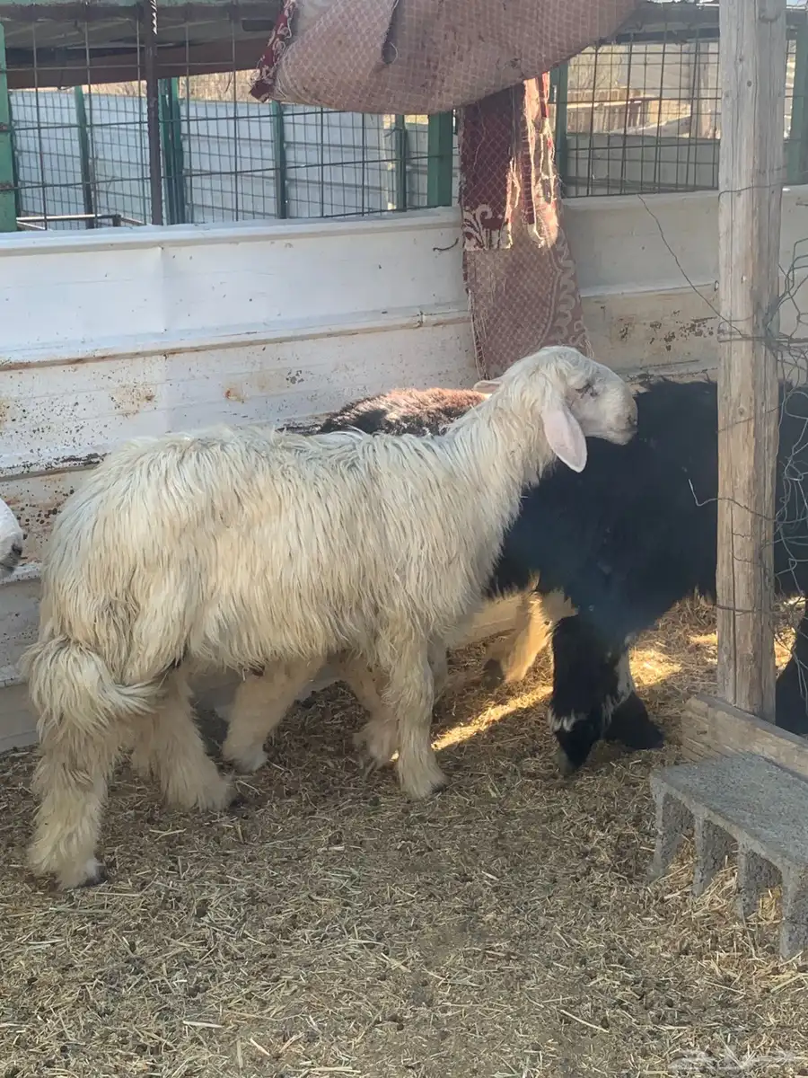طليان نجد للبيع ذبايح 5
