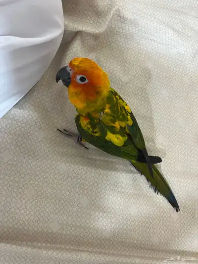 ببغاء صن كنيور 4