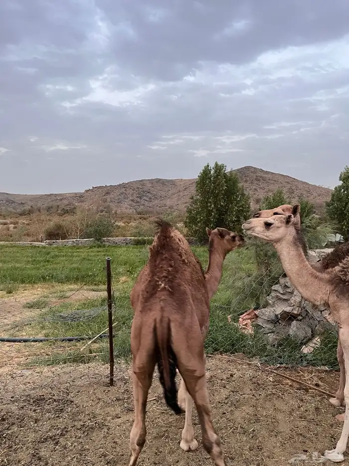 قعودين وبكره 0