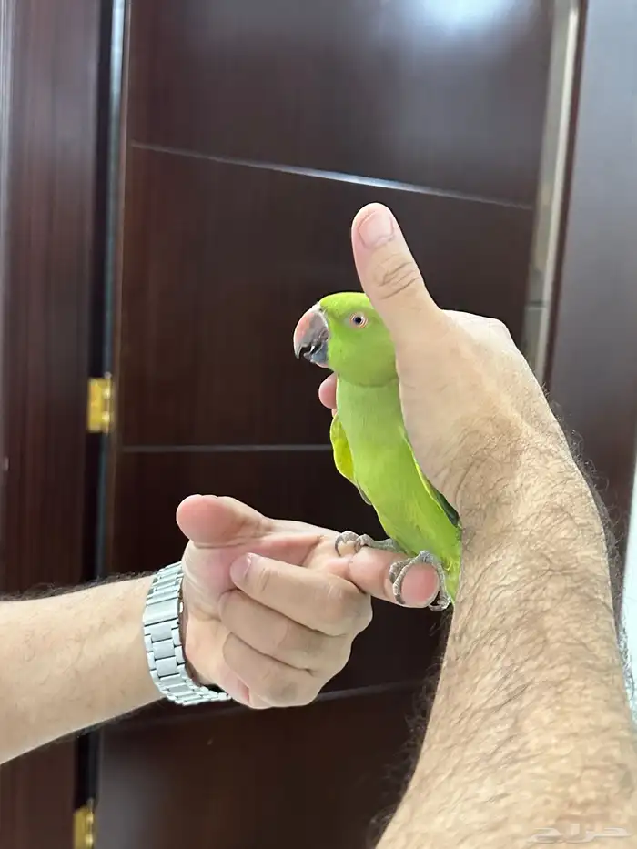 انثى درة اليف 0