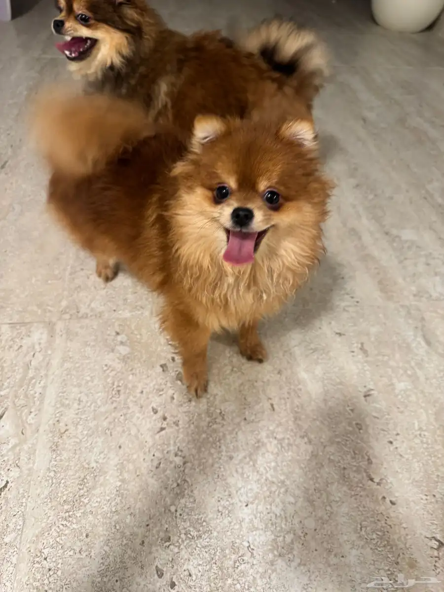بومرينيان Pomeranian index