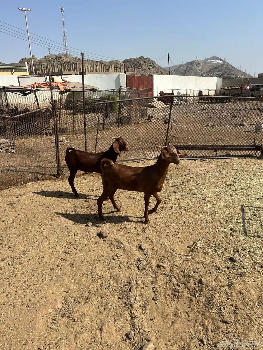 جفرتين هجين 1