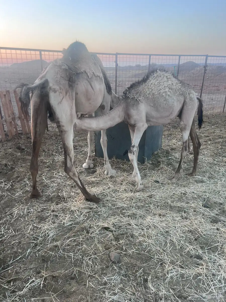 ناقه للبيع عشراء 0