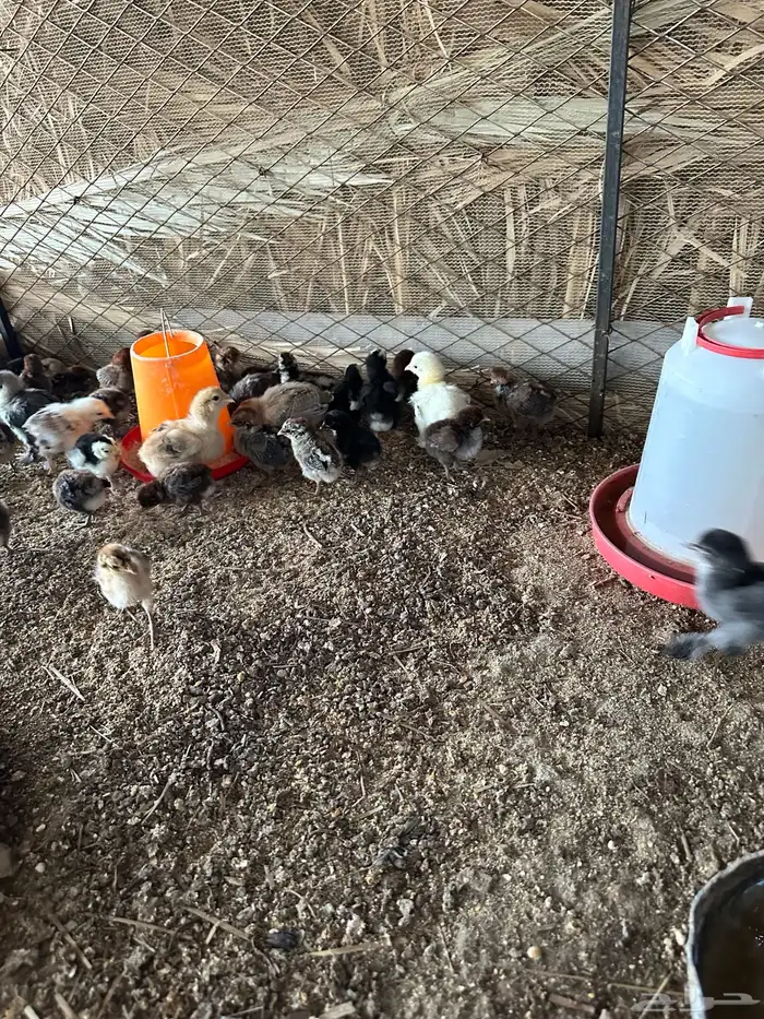صيصان بلدي فيومي وبراهما 9
