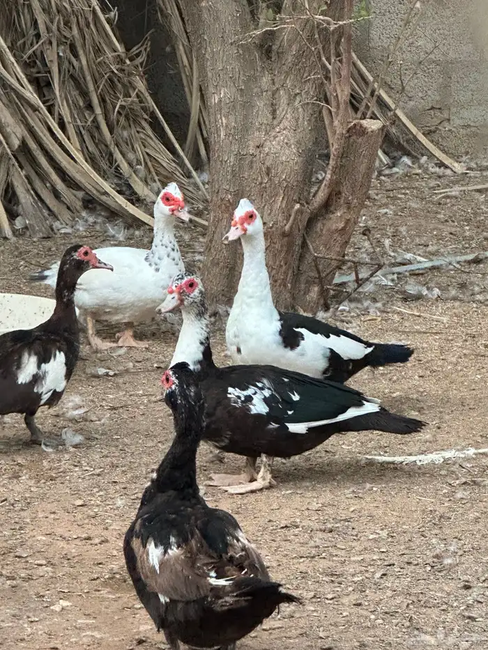 بط مسكوفي 6
