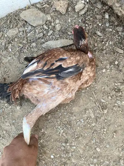 ديك حبشي وصوص بلدي ودجاجة باكستانية 2