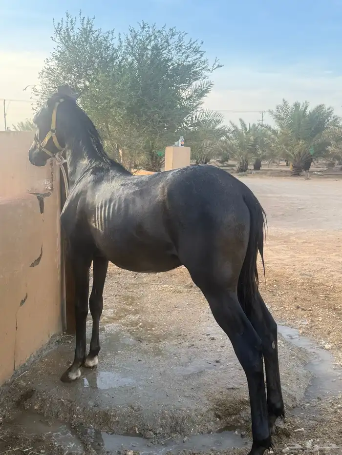 مهر عربي شعبي 4