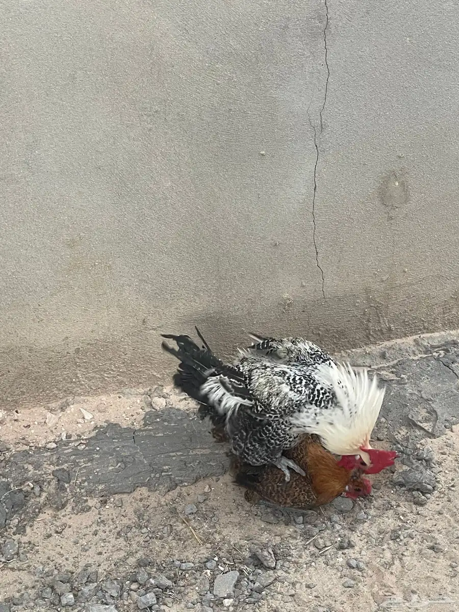 ما شاء الله ديك فحل فيومي ودجاجتين 0
