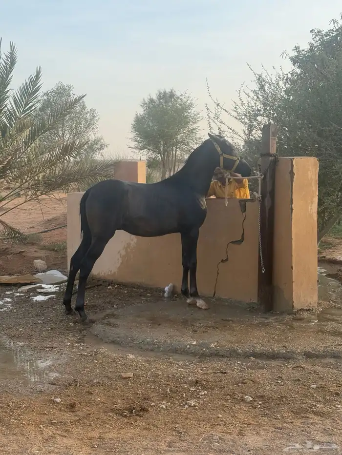 مهر عربي شعبي 3
