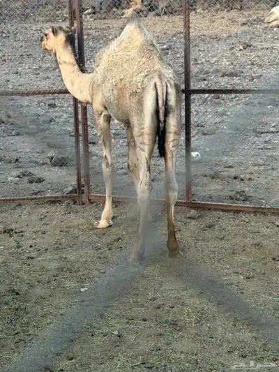 قعود للبيع 3