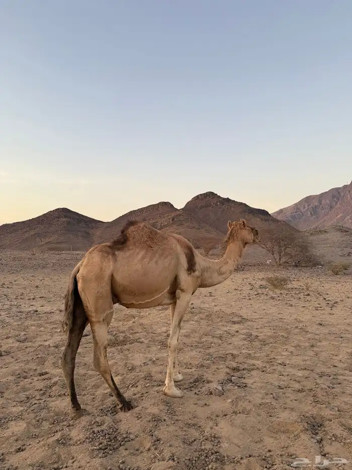 ناقه مسحوب ولدها 0