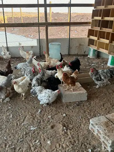 ألسلام عليكم أعرض لكم دجاج براهما بياض أمهات 1