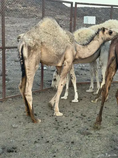 قعود للبيع 2