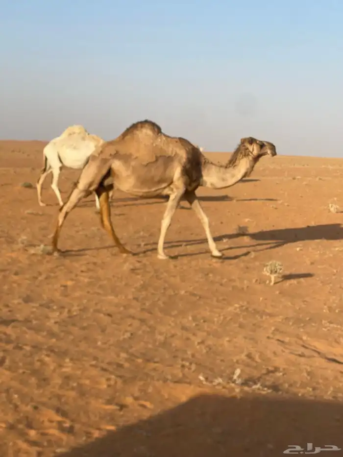 ناقه 0