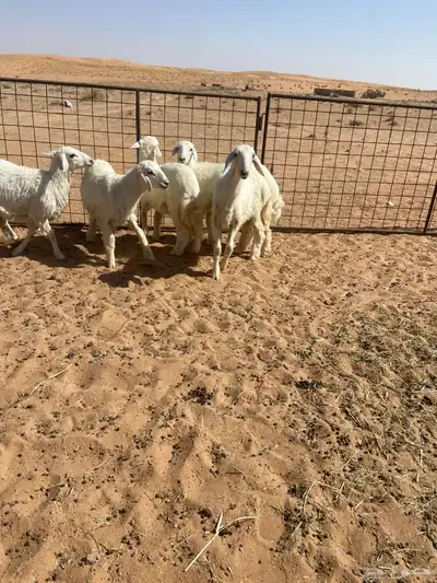 رخال حريه ( تم البيع ) 9