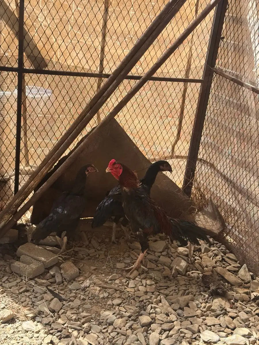 دجاج باكستاني للبيع وديك باكستاني 4